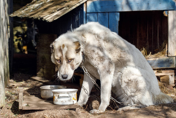 A sad and hungry dog tied to dog house with a chain looks at his way into an empty pot - Photo, Image