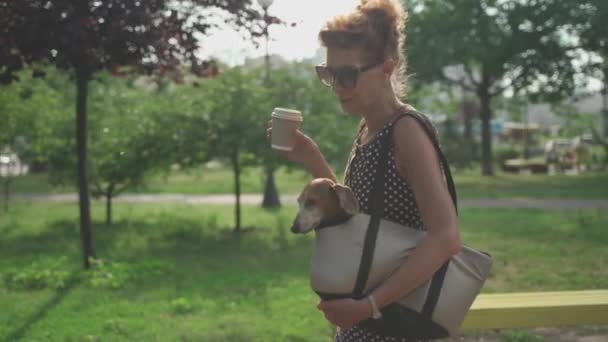Küçük komik bir dachshund köpeği, yaz yürüyüşü sırasında yaşlı bir kadının sahibini posta çantasından dikizler. Yetişkin bir kadın köpeğiyle birlikte taşıyıcıda kahve içiyor. - Video, Çekim