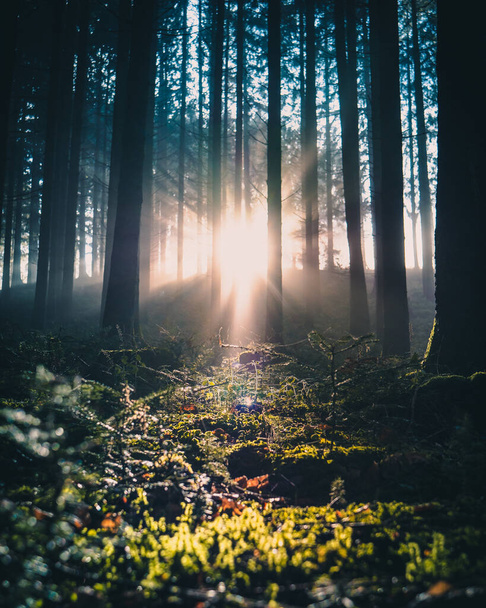 sunset on the forest - Foto, afbeelding
