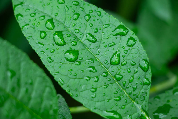 green leaf with dew drops - 写真・画像