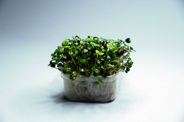 Growing microgreens in container at home. Isolated on background. Gardener planting young seedlings of parsley in vegetable garden or laboratory.  Home gardening. Growing healthy food concept. - Фото, изображение