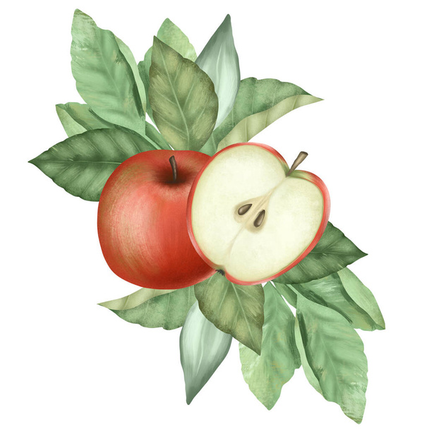 Olgun kırmızı elma ve elma ağacı yapraklarının bileşimi, beyaz arkaplanda izole edilmiş çizimler - Fotoğraf, Görsel