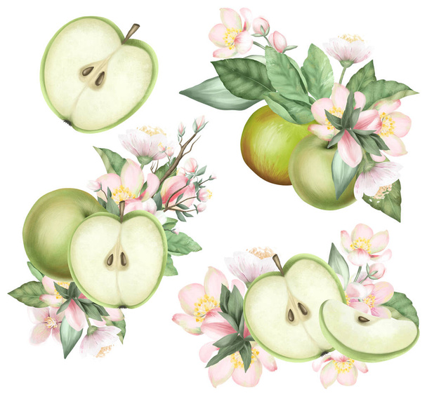 Set of ripe green apples and blooming apple tree branches, spring apple bouquets, hand drawn isolated illustration on white background - 写真・画像