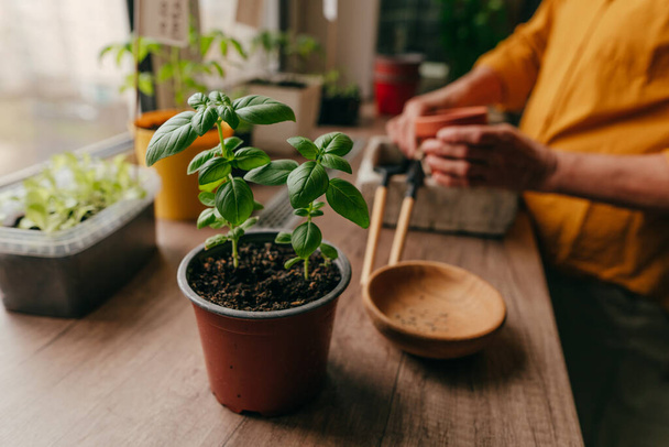 Basil herb in a flowerpot near woman planting seeds on the table. Home planting on the kitchen windowsill. Selective focus on the basil. - 写真・画像