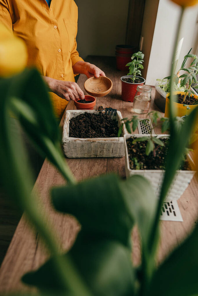 Крупним планом жінка саджає насіння помідорів у квітковий горщик. Домашня посадка на кухонне підвіконня. Вибірковий фокус на руках
. - Фото, зображення