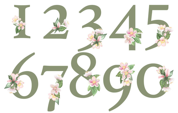 Set of floral numbers with apple tree flowers, isolated illustration on white background, for wedding monogram, greeting cards, logo - Photo, Image