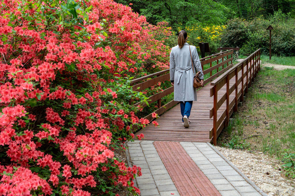 Rododendrons blühen in einem ungarischen Land Garten Wald in Jeli Arboretum botanischen Garten Frau zu Fuß auf dem Weg Holzbrücke - Foto, Bild