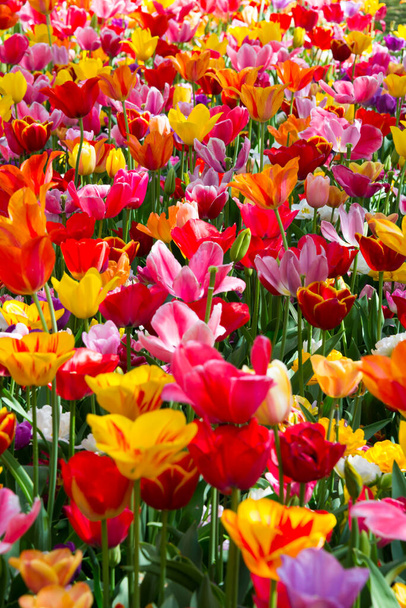 beautiful tulips in the garden  - Photo, Image