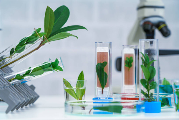 scientist and plants on the table in the lab. concept of science, chemistry, health and healthcare. - Foto, Imagem