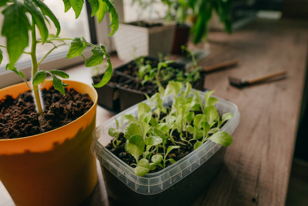 Tomaten und Salat sprießen auf dem Holztisch. Hausbepflanzung auf der Fensterbank der Küche. Selektiver Fokus. - Foto, Bild