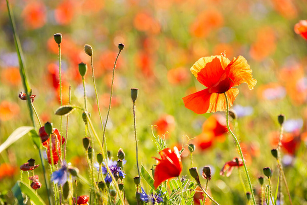 Amapolas y otras flores silvestres campo a la luz del sol - Foto, Imagen