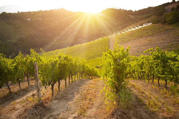丘の上のブドウ畑へのパノラマビュー,ワイナリーとワイン生産 - 写真・画像