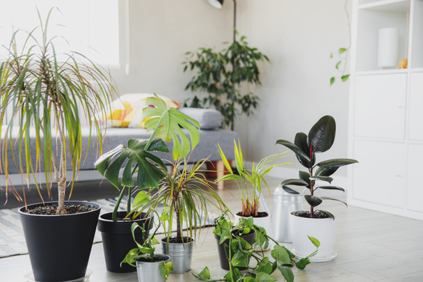 Collection de diverses plantes vertes tropicales dans différents pots d'intérieur - Photo, image