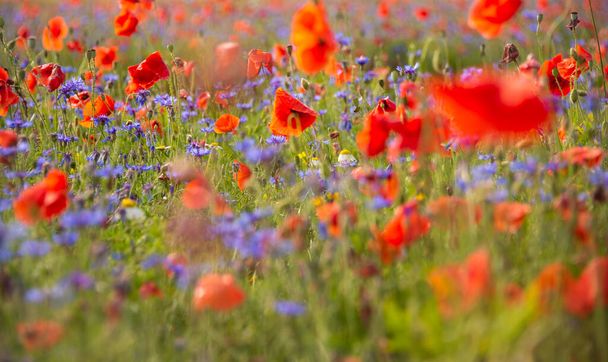 hermosas flores de amapola roja en el campo - Foto, imagen