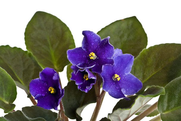 Violetas
 - Foto, Imagem