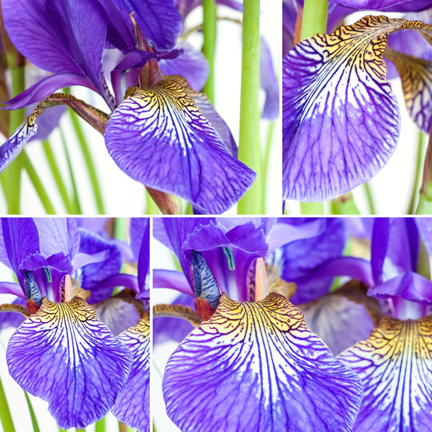 flowers irises - Photo, Image