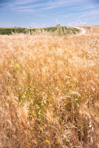 field of wheat in the countryside - Photo, Image