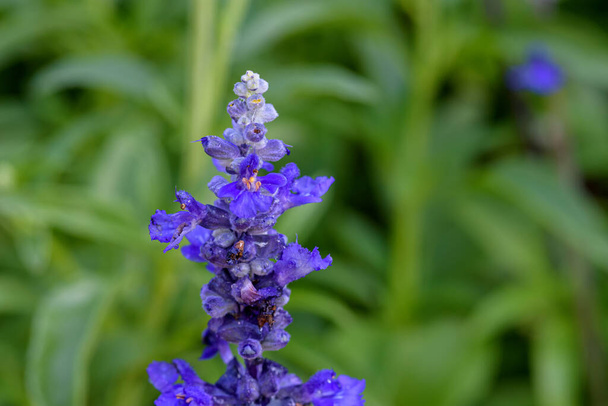 Blue Salvia flowers blooming at a garden in Chiang Mai, Thailand. Blue flower blooming in the spring. - Photo, Image