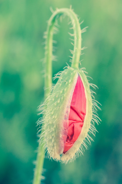 Mauvaise herbe rouge
 - Photo, image