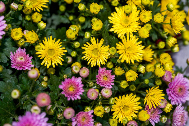 Bir çiçekçide satılık çeşitli kasımpatı demetlerinin yakın çekimi - Fotoğraf, Görsel