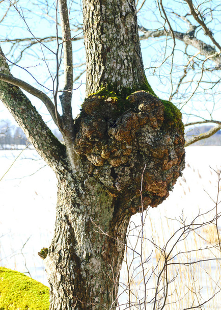 早春の裸の木、古い木の幹、木の幹のクローズアップ - 写真・画像