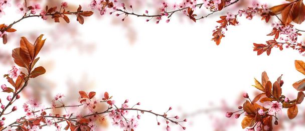 白い背景に美しい開花枝で作られたフレーム。こんにちは春 - 写真・画像