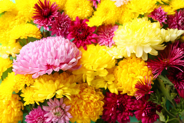 Imágenes, de Flores de crisantemo, fotos e imágenes de stock de Flores de  crisantemo