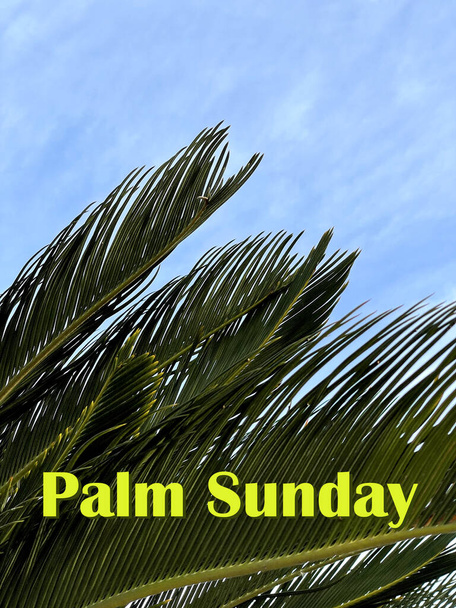Texto del Domingo de Ramos sobre el fondo de una rama de palma verde. El concepto de unas vacaciones cristianas. Disparo vertical. - Foto, Imagen