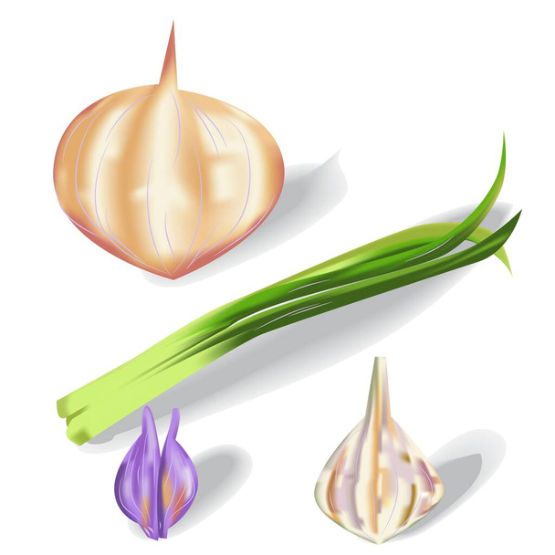Fresh Onion Set Vector Illustration - Vektor, obrázek