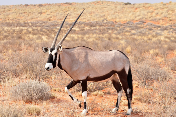 Gemsbok Antelope (Oryx gazella) - Photo, Image
