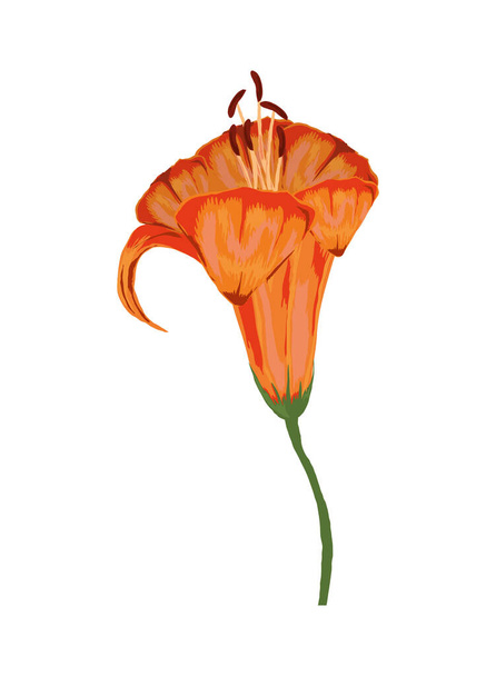 квітка ізольована іконка
 - Вектор, зображення