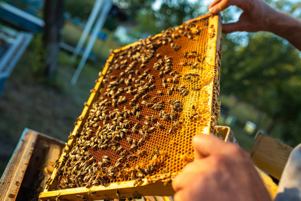 beekeeper inspects frame with queen cells on apiary in evening in rays of setting sun. beekeeper shares frames in hive with hive tool. Beehives on bad of trees in village. Private apiary, - Photo, Image