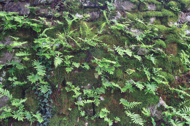 Rock closeup covered with moss and ferns. - Photo, Image