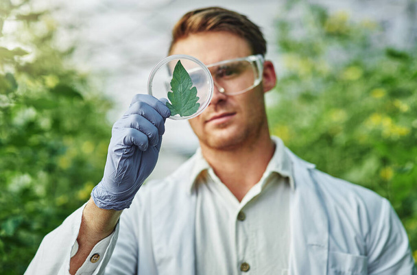 Я міг би відкрити новий вид рослин. Знімок красивого молодого вченого, який вивчає зразок рослини на відкритому повітрі
. - Фото, зображення