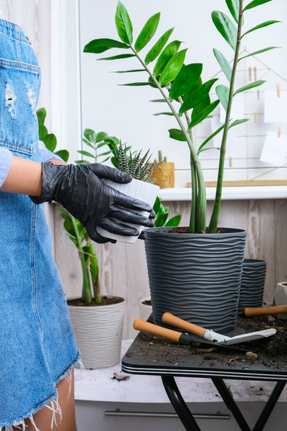 Κοντινό πλάνο με τα γυναικεία χέρια που έχουν μεταμοσχευθεί ζουμερά. Σπιτική ιδέα κήπου. Εργαλεία κηπουρικής. Στο χώρο εργασίας του κηπουρού. Γη σε κουβά. Φροντίδα των φυτών Home φύτευση άνοιξη - Φωτογραφία, εικόνα