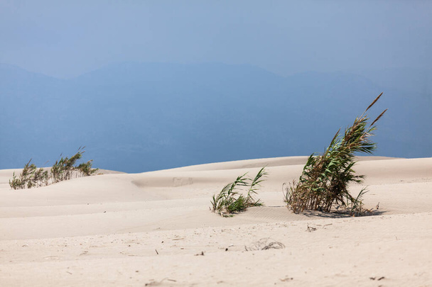 Αμμουδιά της ερήμου στην παραλία της Πατάρας γνωστή ως "Patara Kum Tepeleri" - Φωτογραφία, εικόνα