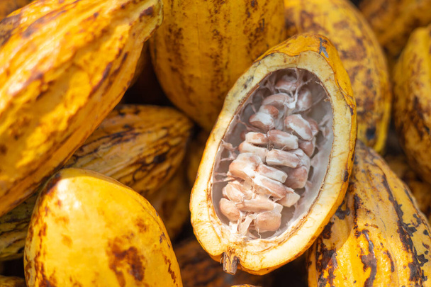 Vers cacao fruit met chocolade bonen. Theobroma vruchten rijp plantaardig zaad. - Foto, afbeelding