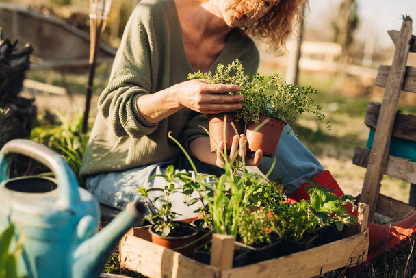 woman gardening herbs in her backyard garden - Foto, Imagen