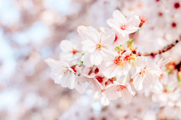 Background with beautiful cherry tree blossom and blurred bokeh. - Foto, imagen