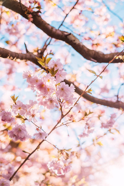 Background with beautiful pink Japanese cherry blossom and blurred bokeh. - Photo, image