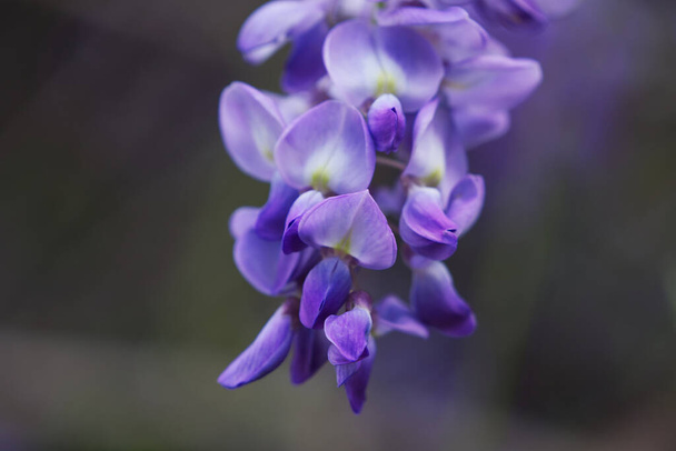 Violetti kiinalainen Wisteria on laji kukinnan kasvi herne. Hirttämällä violetteja kukkia, Wisteria sinensis (Sims) Sweet. Lishan, Taiwan. - Valokuva, kuva