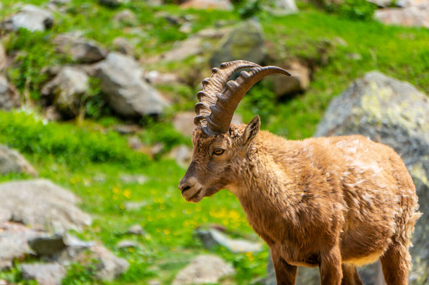 Alpin ibex, capra ibex en Piamonte, parque natural de los Alpes Marítimos. Italia. - Foto, Imagen