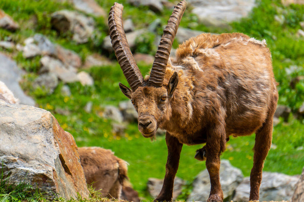 Alpin ibex, capra ibex w Piemoncie, naturalny park Alp Morskich. Włochy. - Zdjęcie, obraz