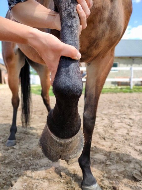 Nahaufnahme einer Hand mit gebrochenem Huf eines braunen Pferdes, das auf dem sandigen Boden steht. Beschädigter Pferdehuf. - Foto, Bild