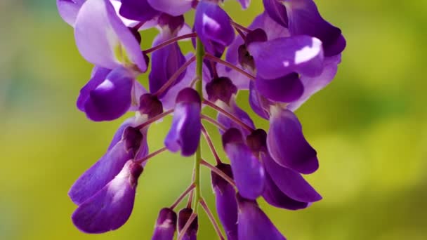 紫色の中国語藤は、エンドウ豆の開花植物の種です。紫色の花をぶら下げて、藤の花を咲かせます。台湾梨山. - 映像、動画