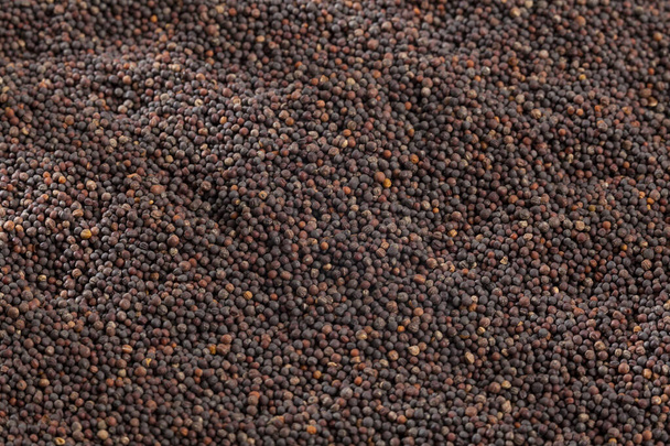 Brassica nigra - Fekete mustármag vagy Ajenabe - Fotó, kép