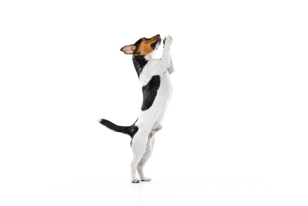 Full-length portrait of cute small dog, Jack Russell Terrier playing, jumping isolated on white background. Concept of motion, pets love, animal life. - Foto, immagini