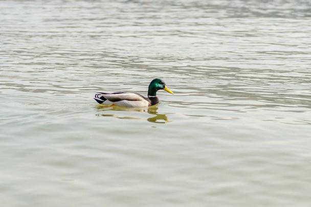 Wild ducks in their natural environment. - Foto, Imagen