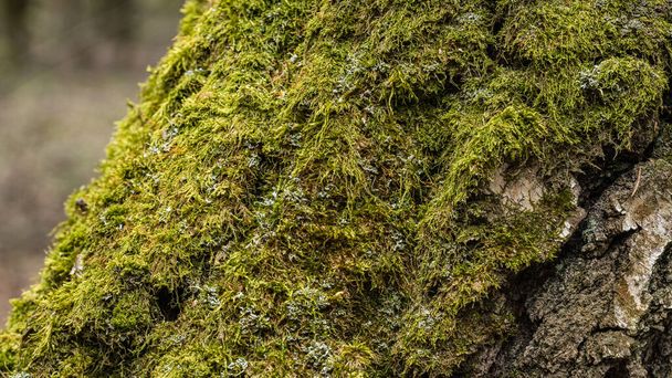 moss on the tree, close up - Foto, afbeelding