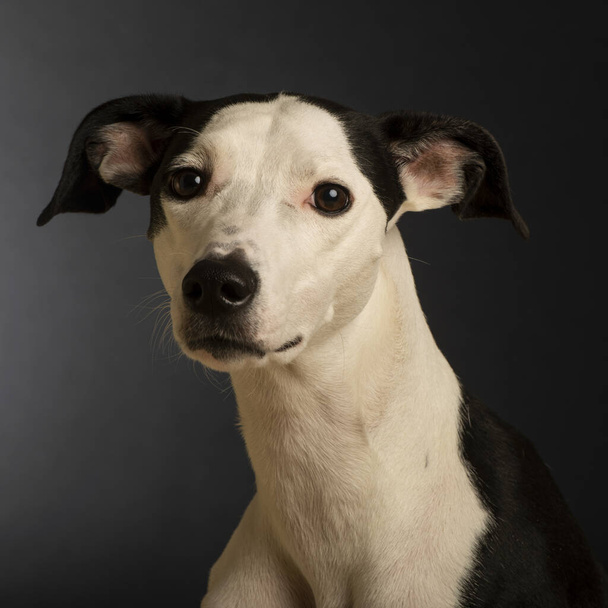 portrait of a cute dog - Foto, Bild